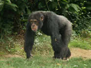 Five Projects Leading The Way To Save Endangered Species One Earth
